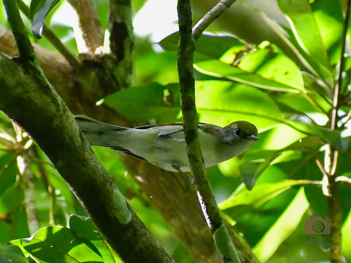 Chestnut-sided Warbler - ML644591417