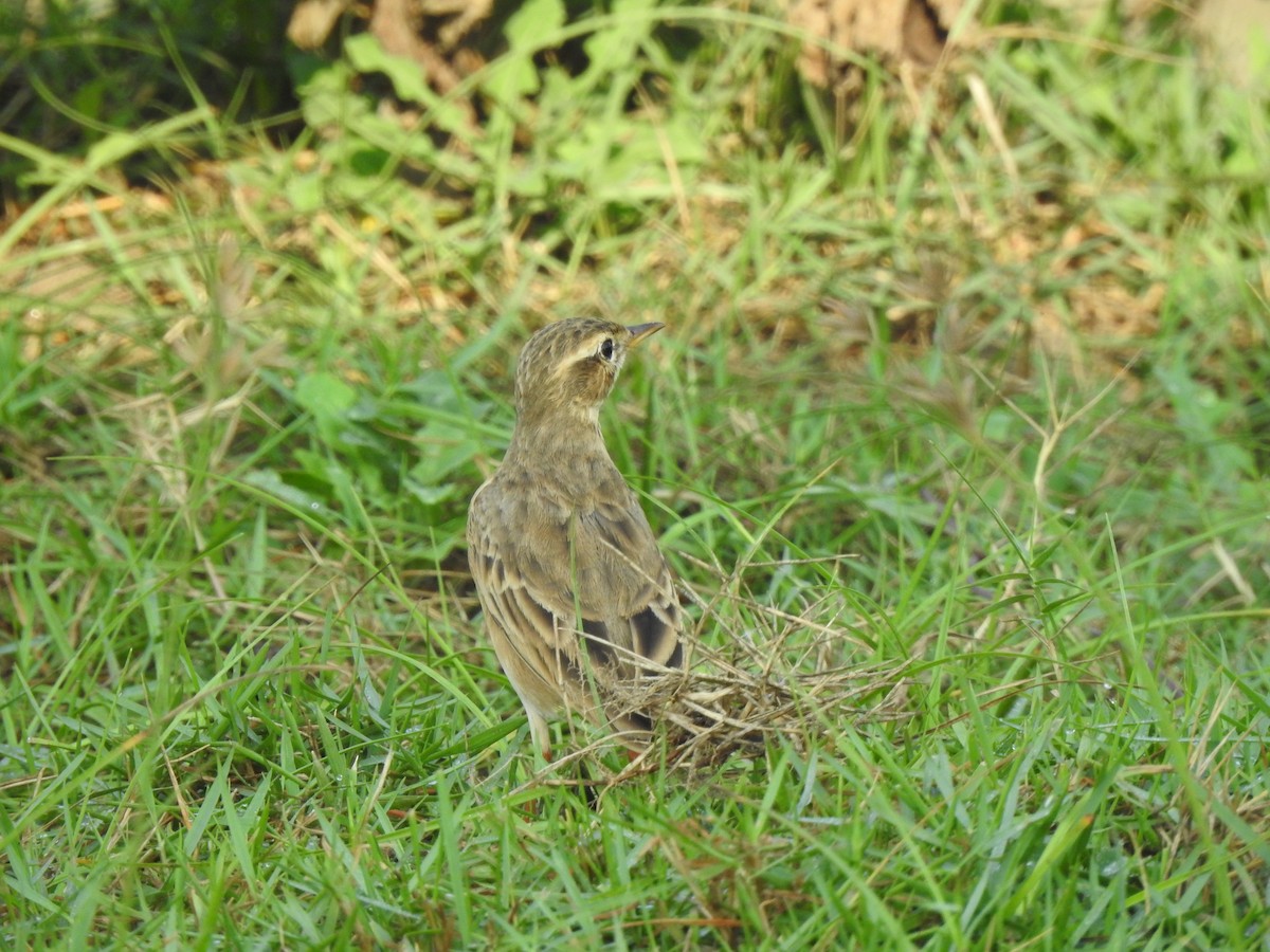 Paddyfield Pipit - ML644591420