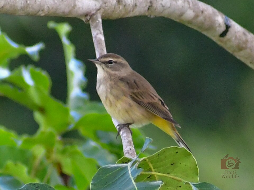 Palm Warbler - ML644591421