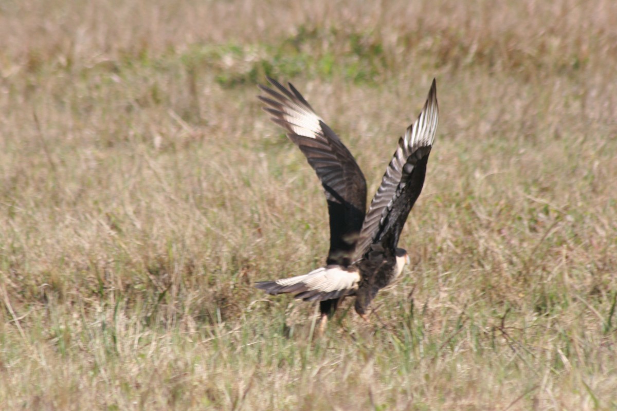 Каракара аргентинська (підвид cheriway) - ML644591425