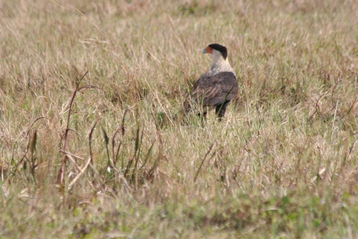 Каракара аргентинська (підвид cheriway) - ML644591426