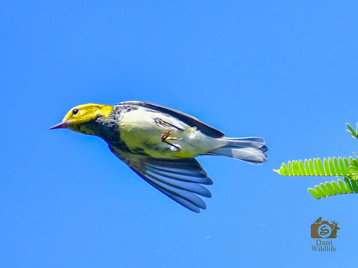 Black-throated Green Warbler - ML644591427