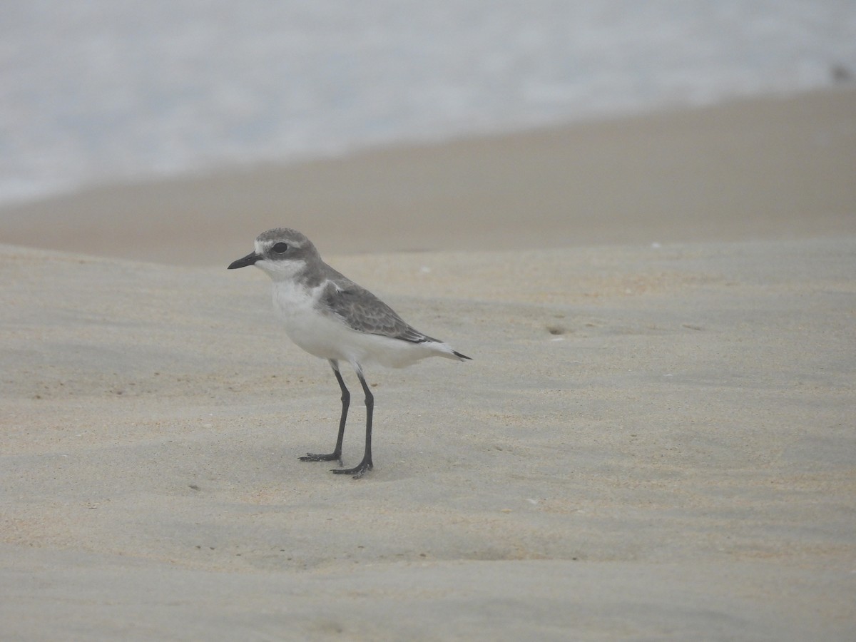 חופמי טיבטי - ML644591428
