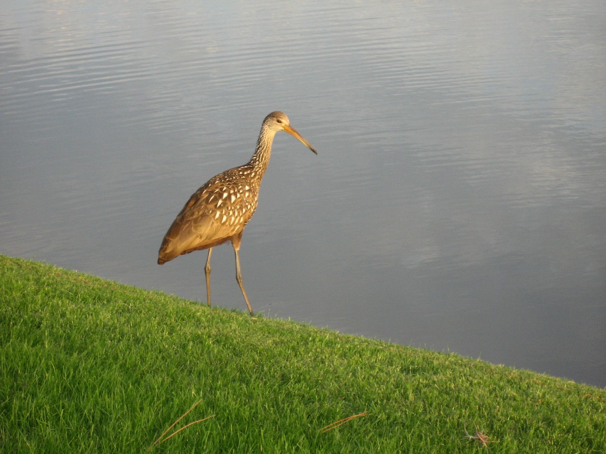 Арама - ML644591432