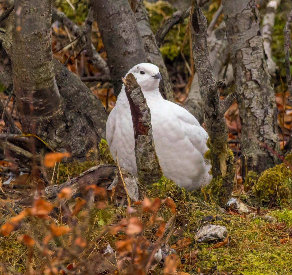 Willow Ptarmigan - ML644591433