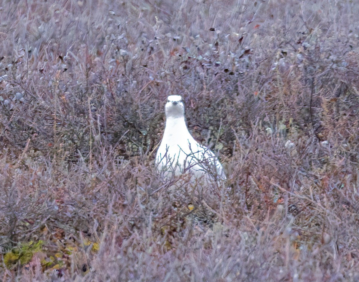 Willow Ptarmigan - ML644591434