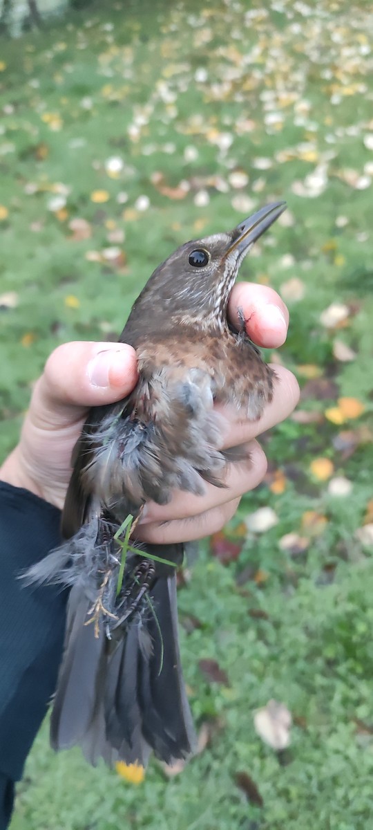 Zozo arrunta - ML644591437