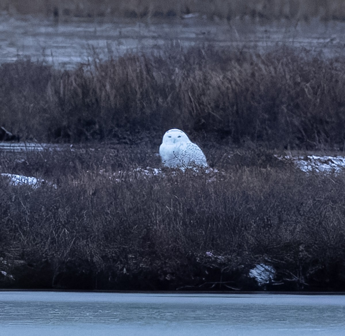 Snowy Owl - ML644591439