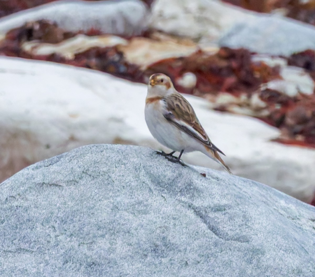 Snow Bunting - ML644591444