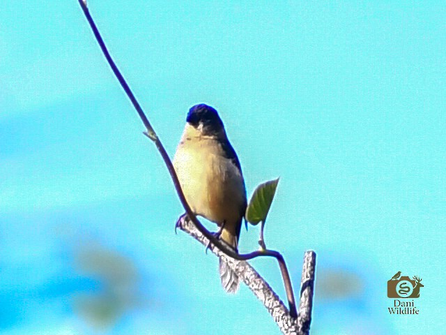 Morelet Tohumculu - ML644591445