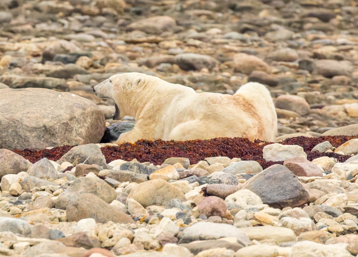 Polar Bear - ML644591446