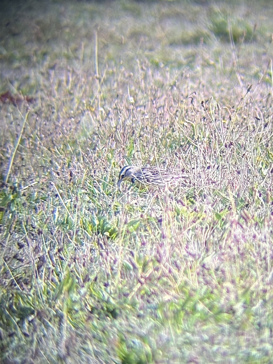 Western Meadowlark - ML644591447