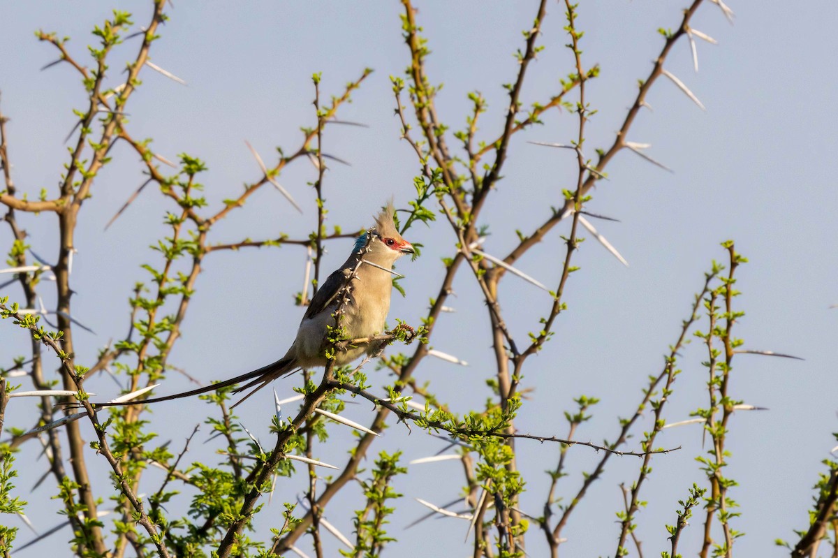 Blue-naped Mousebird - ML644591448