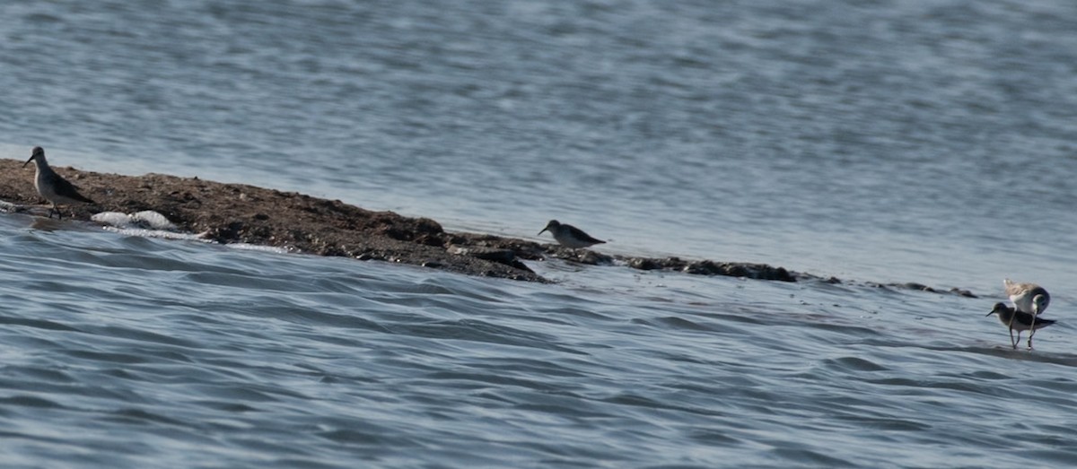 חופית מגלית - ML644591449