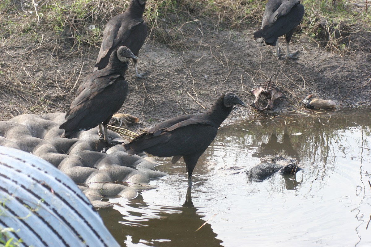 Катарта чорна - ML644591454