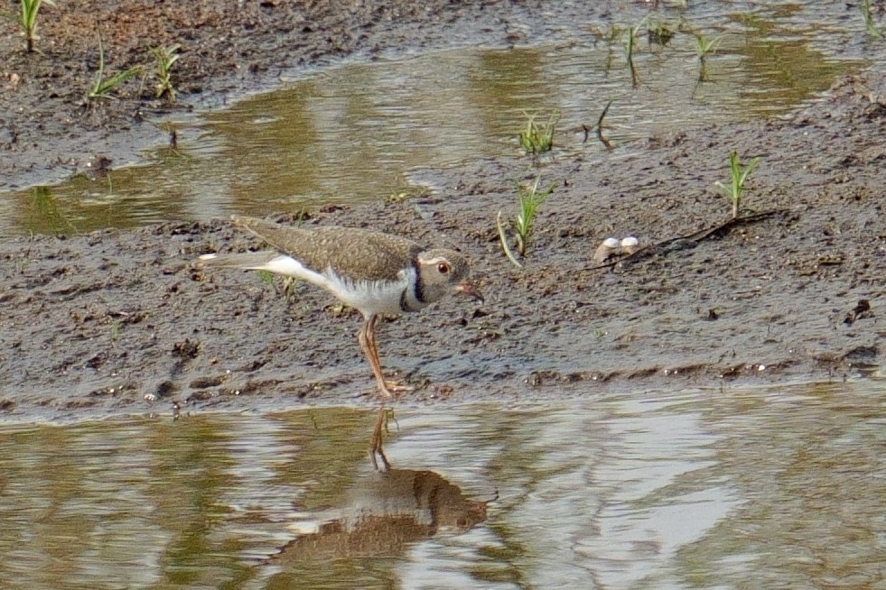 ミスジチドリ - ML644591464