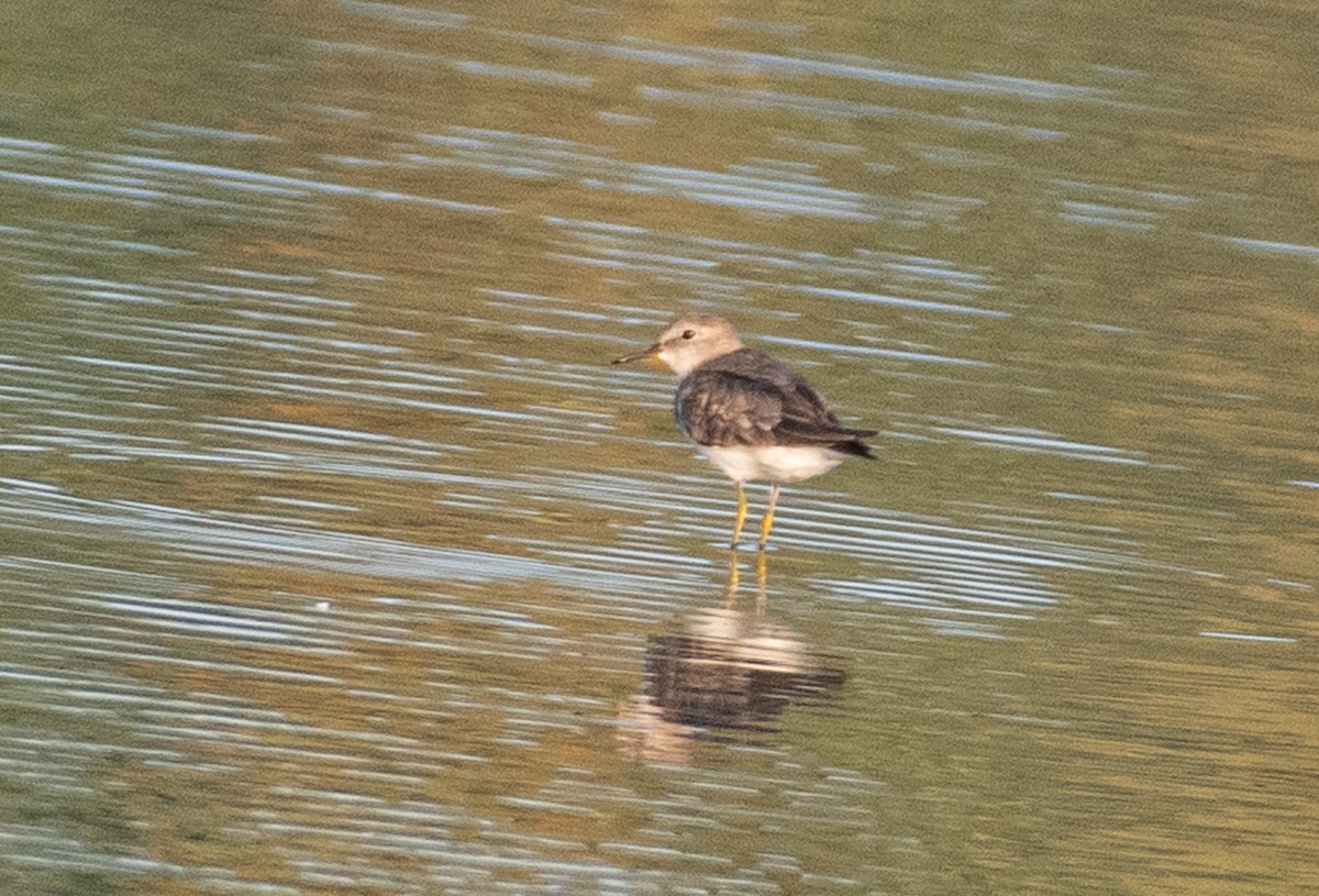 חופית טמינק - ML644591472