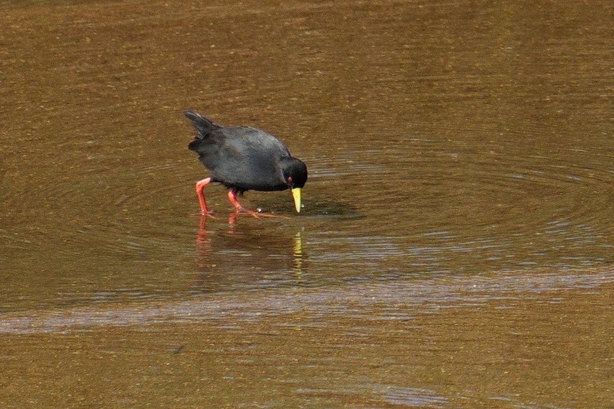 Black Crake - ML644591473