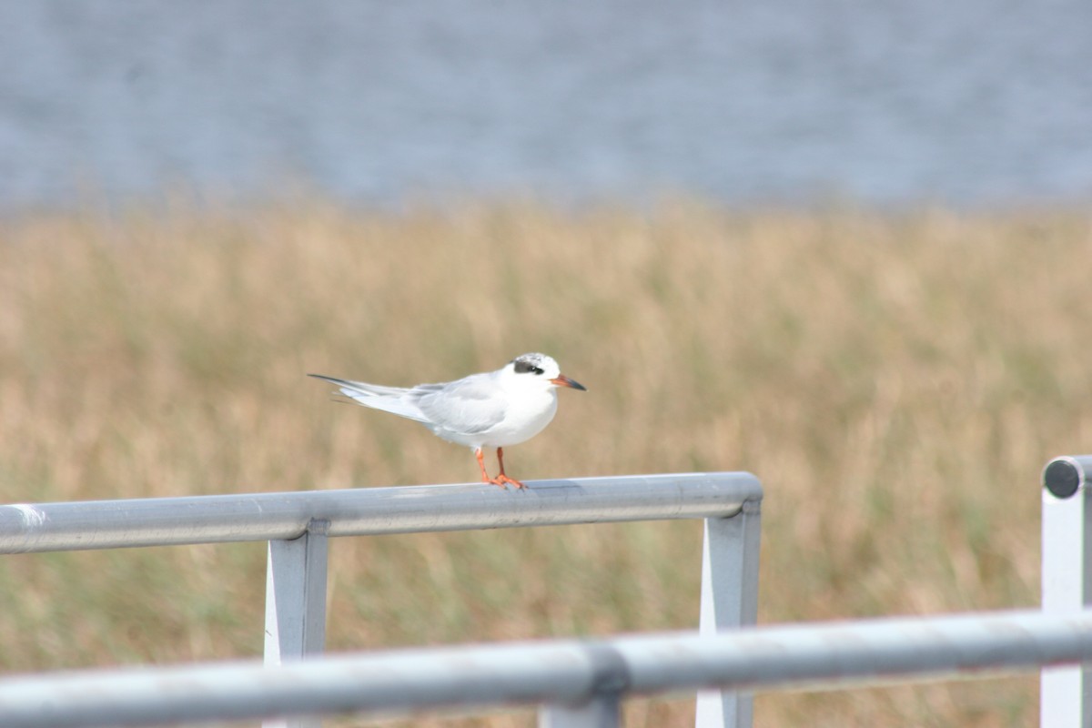 Крячок неоарктичний - ML644591474