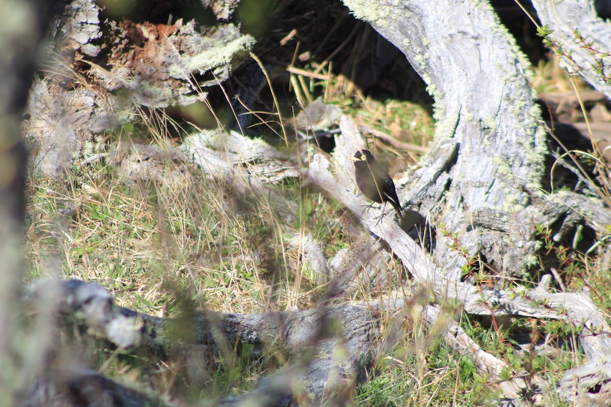 Spectacled Tyrant - ML644591475