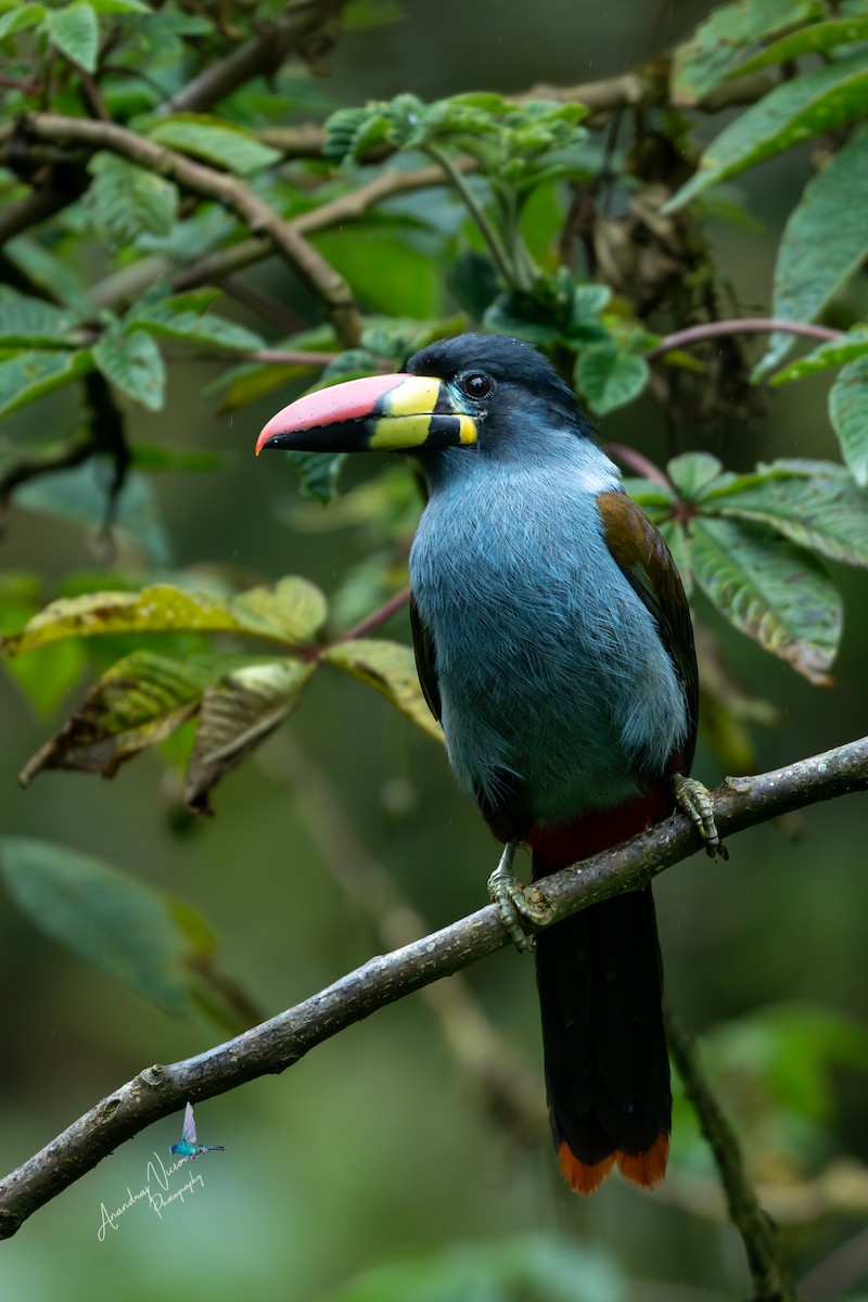 lavendeltukan - ML644591500