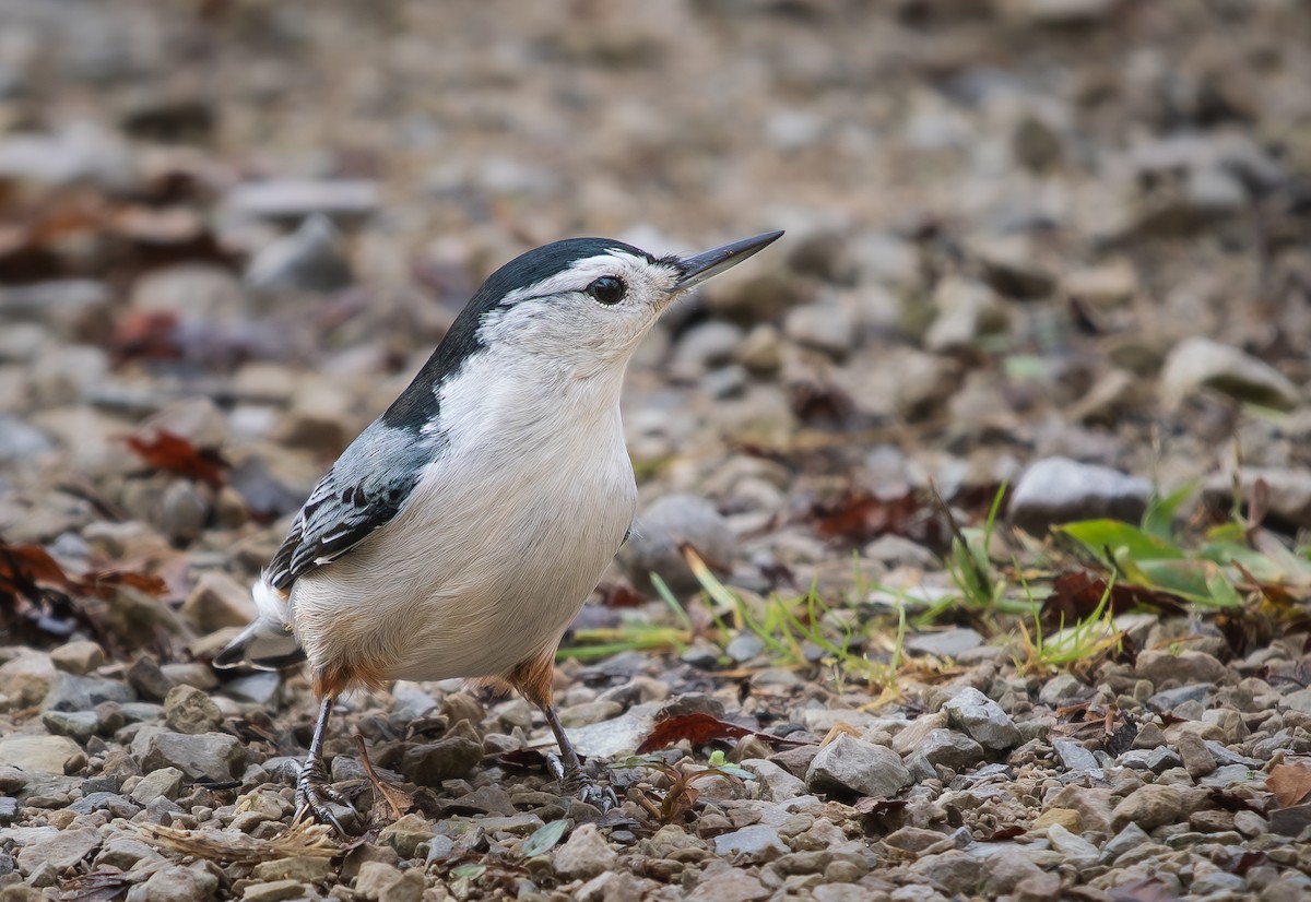 Sittelle à poitrine blanche - ML644591503