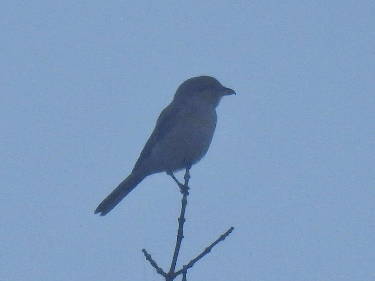 Сорокопуд північний - ML644591505