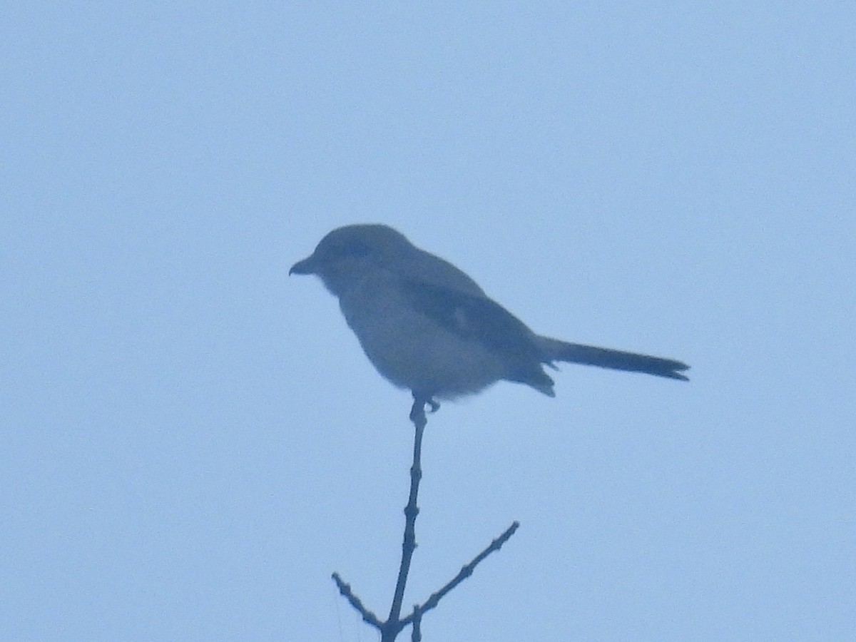 Сорокопуд північний - ML644591510