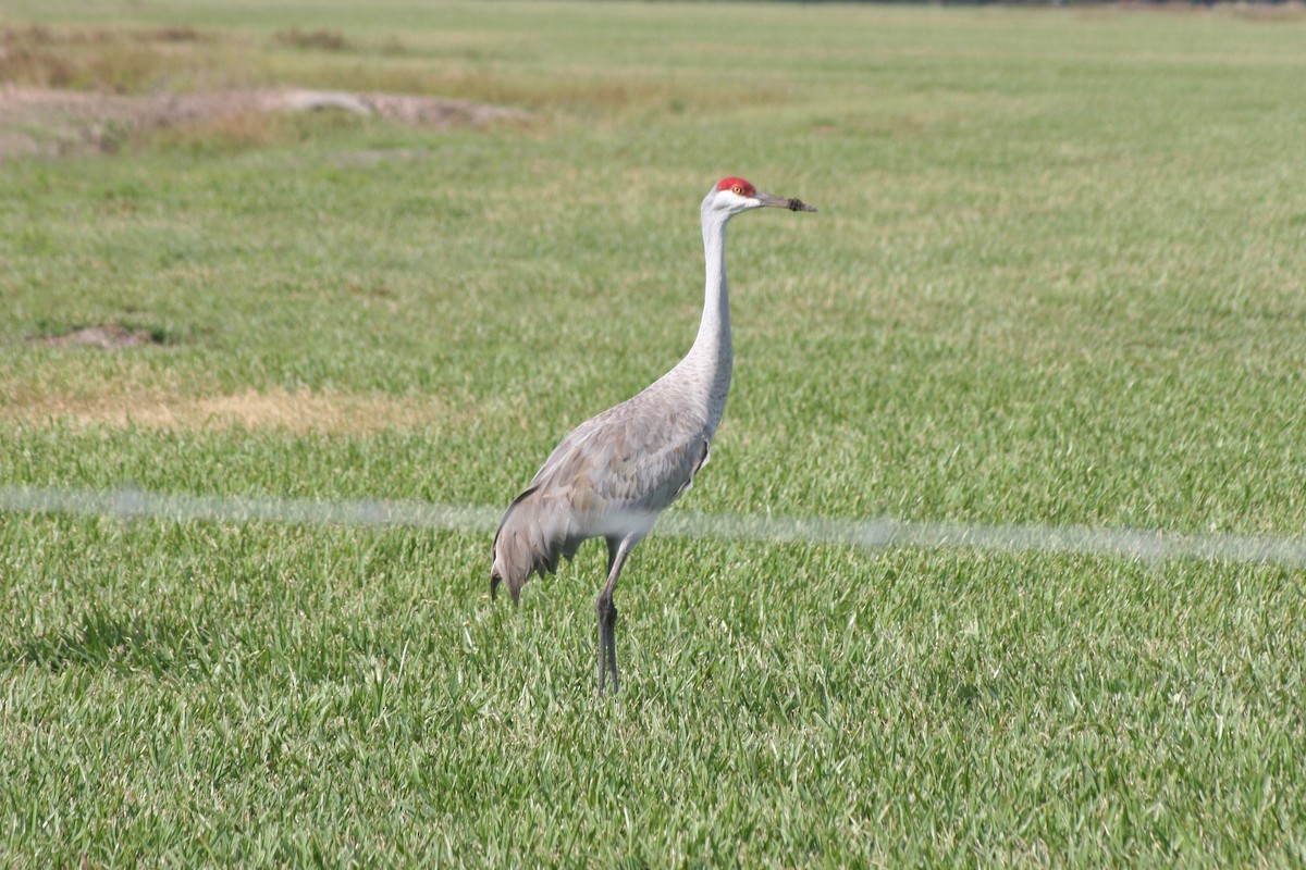 Журавель канадський - ML644591513