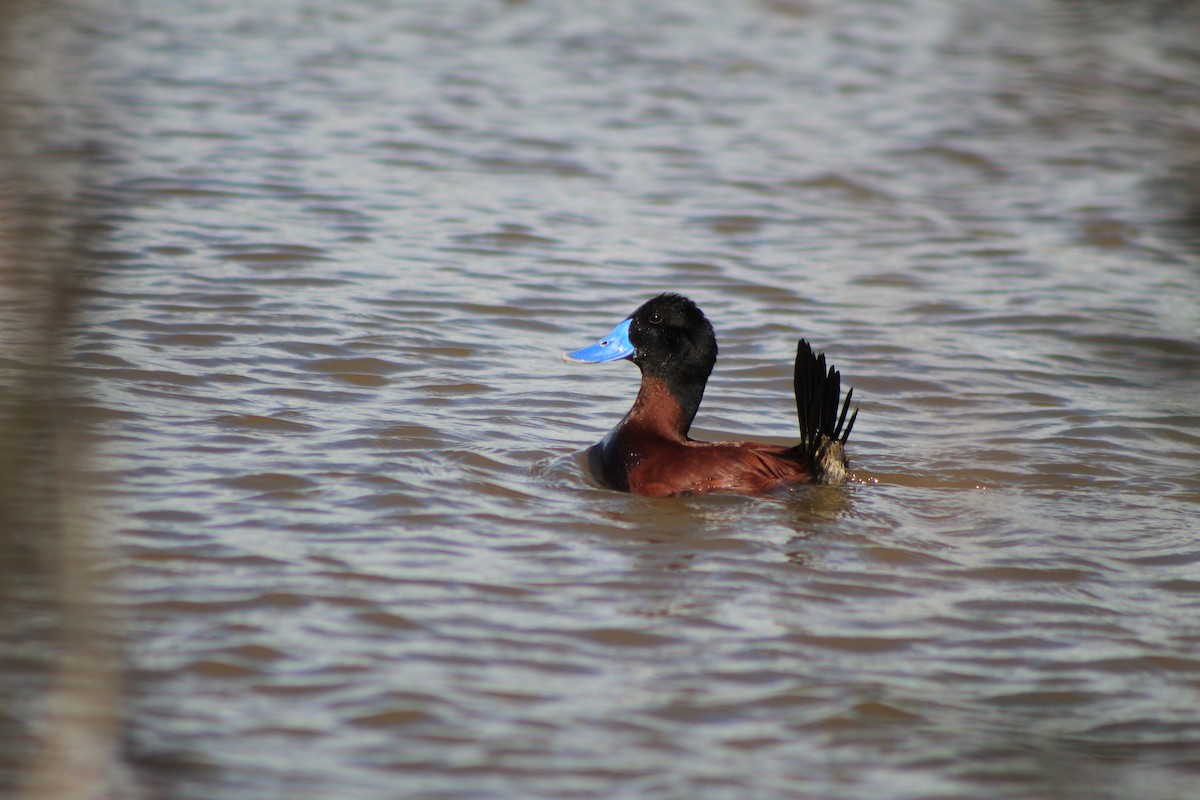 Andean Duck - ML644591514