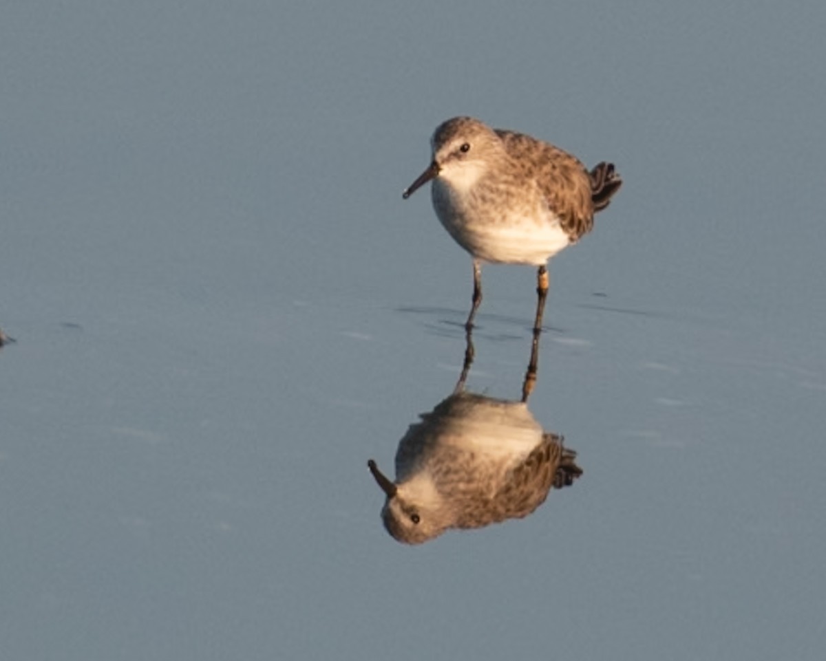 Zwergstrandläufer - ML644591522