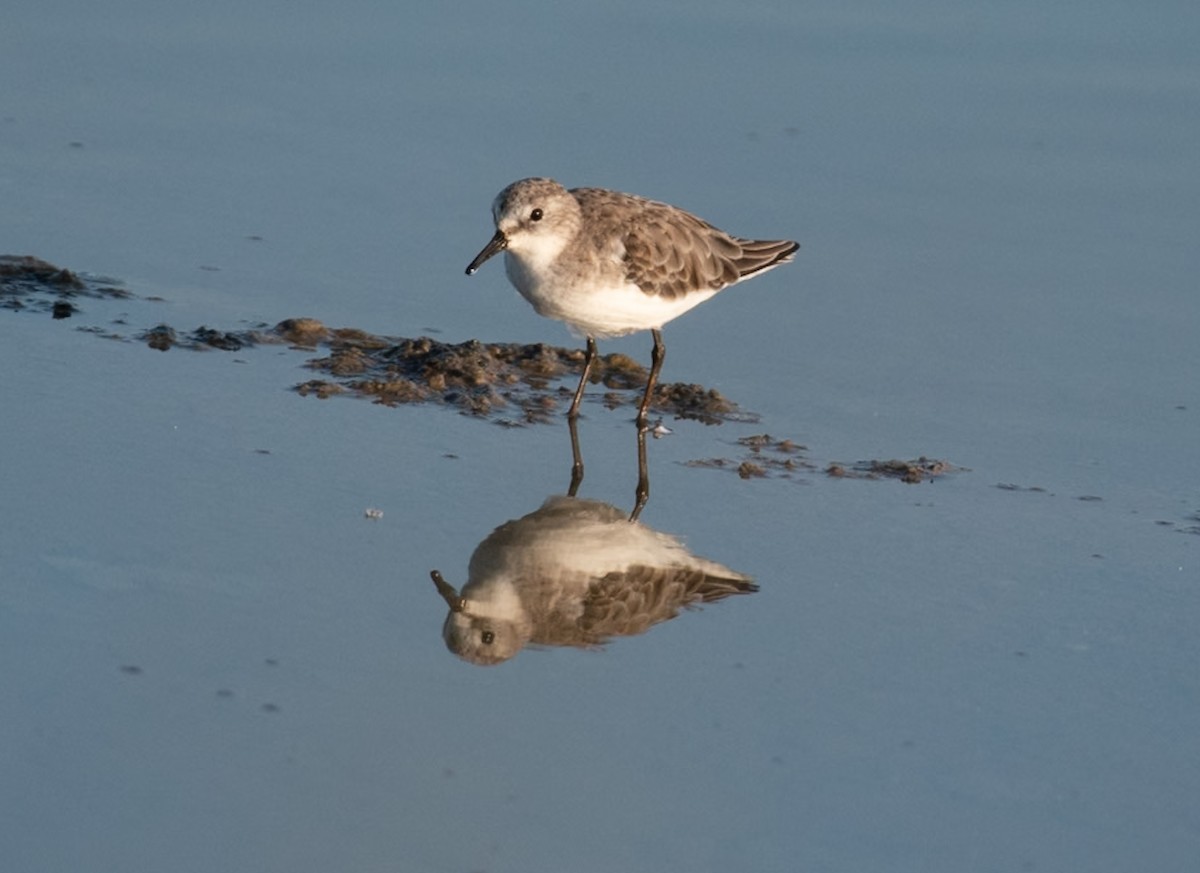 חופית קטנה - ML644591523