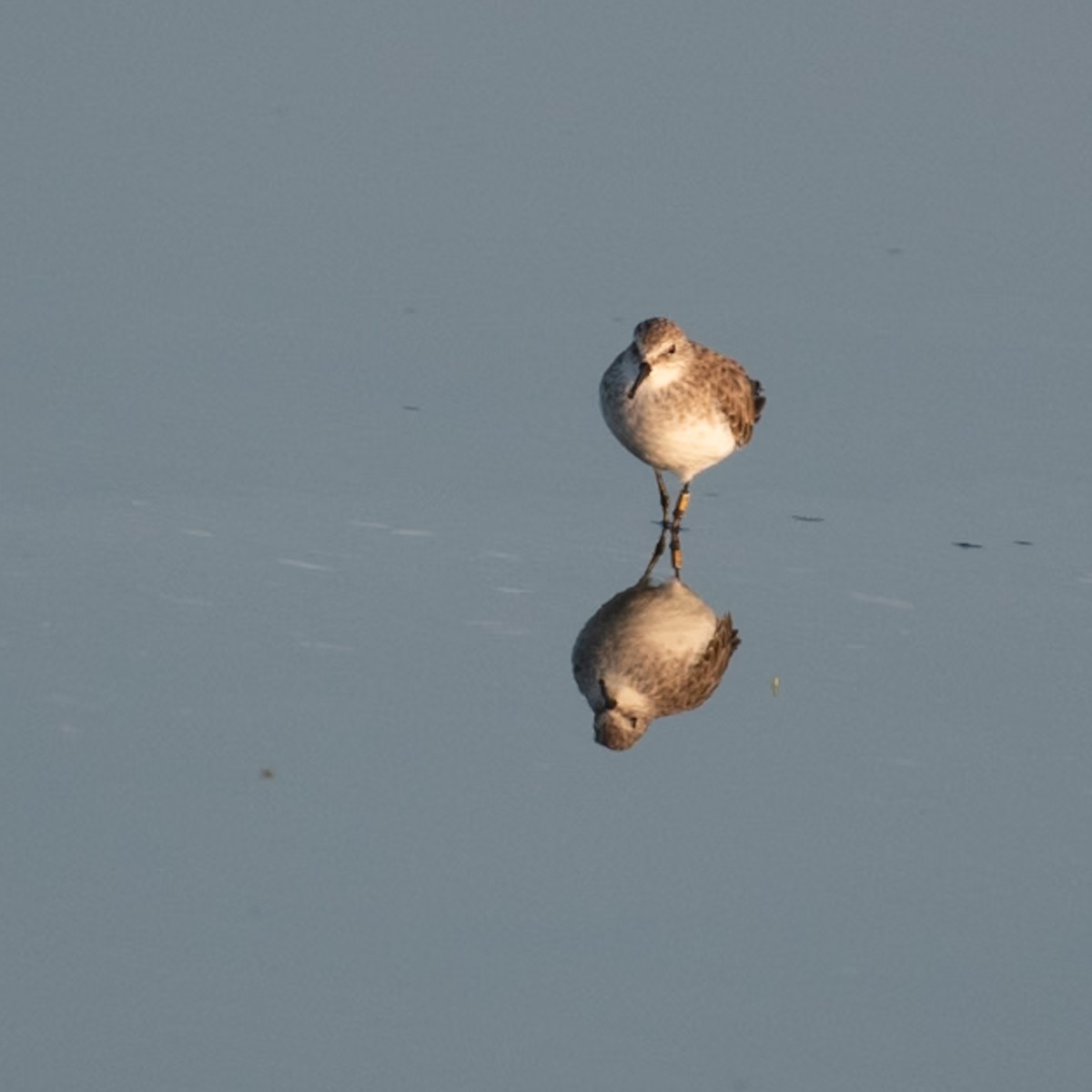 Zwergstrandläufer - ML644591524