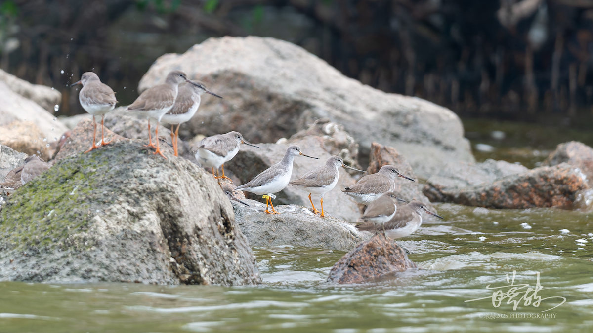 Мородунка - ML644591525