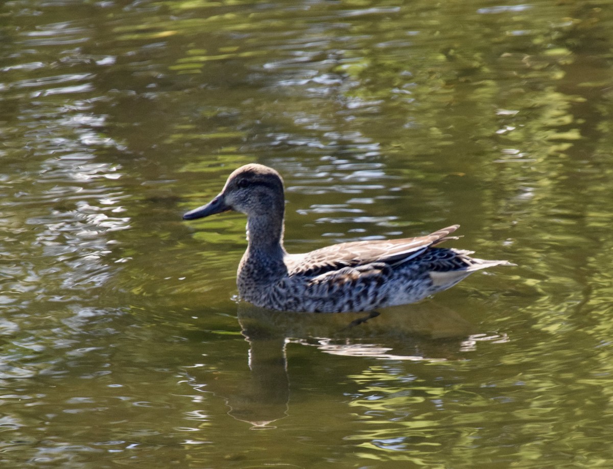 ミカヅキシマアジ - ML644591534