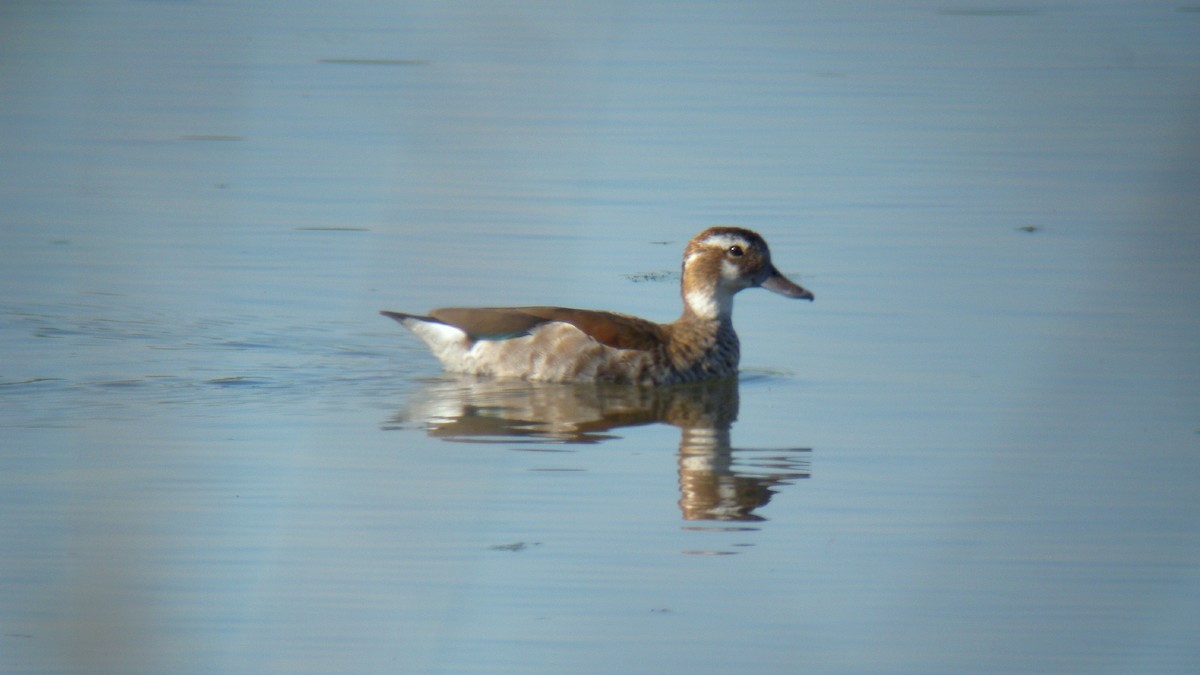 שרשיר צווארון - ML644591536