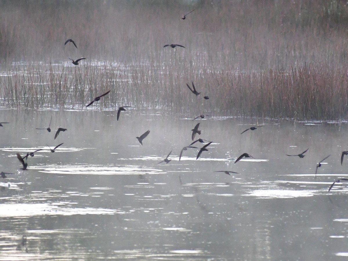 ノドジロハリオアマツバメ - ML644591542