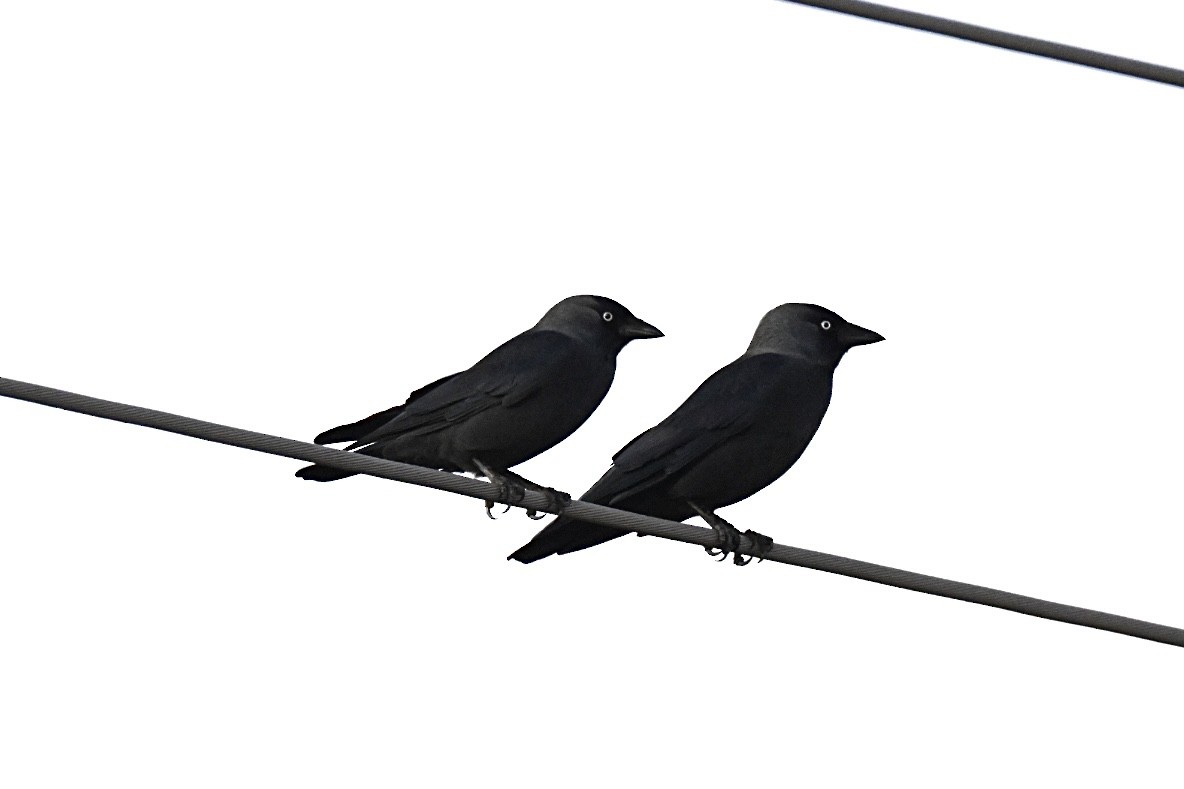 Taccola - ML644591544