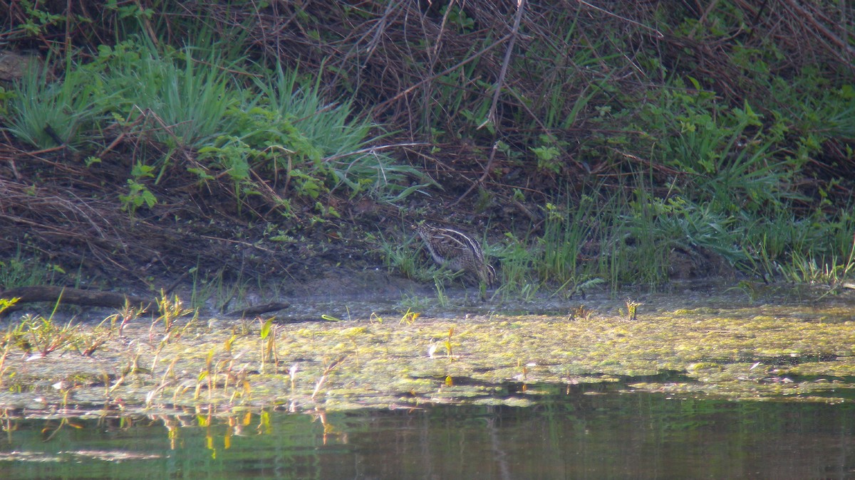 Agachadiza Común - ML644591550