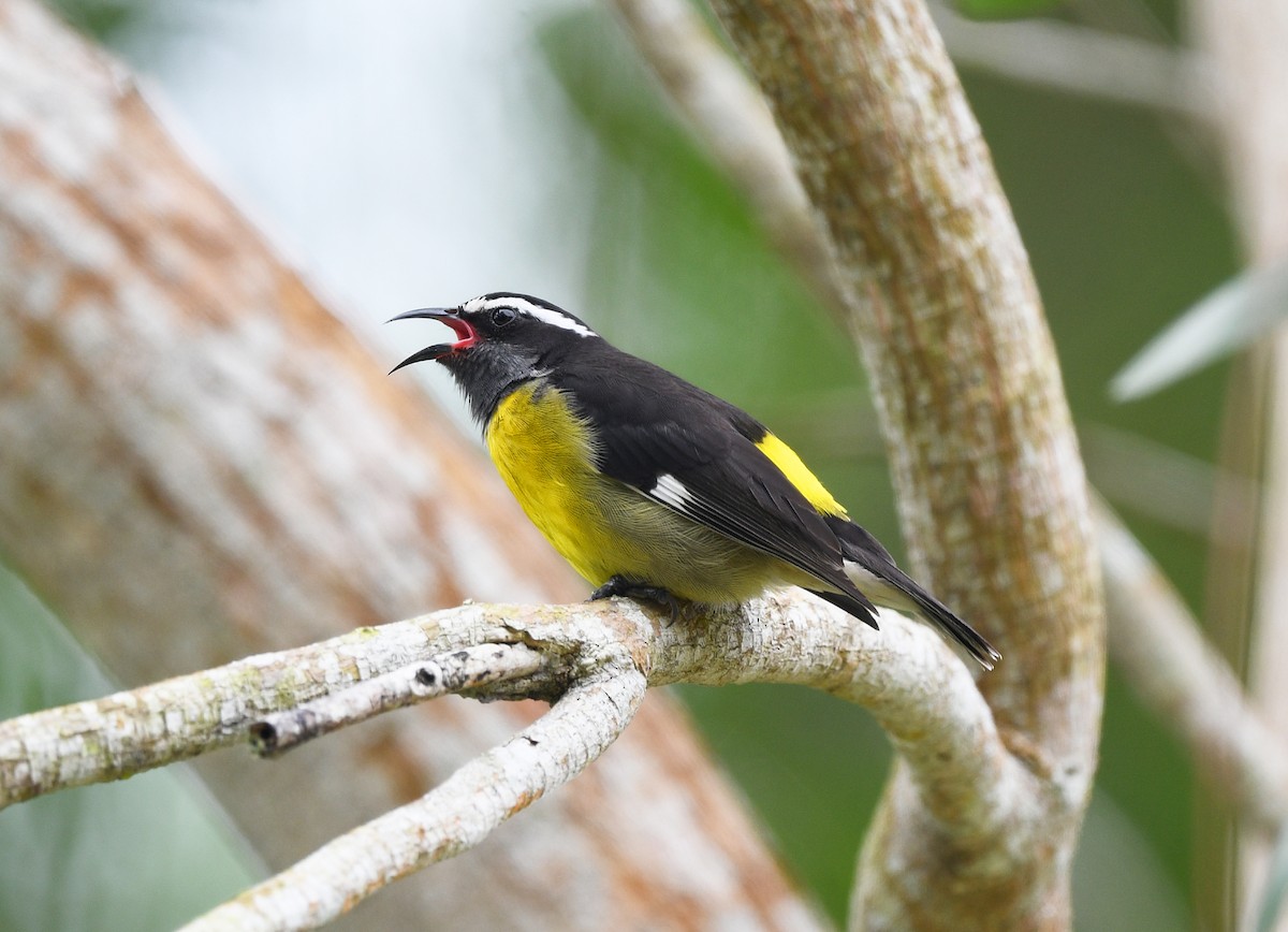 Sucrier à ventre jaune (groupe flaveola) - ML644591551