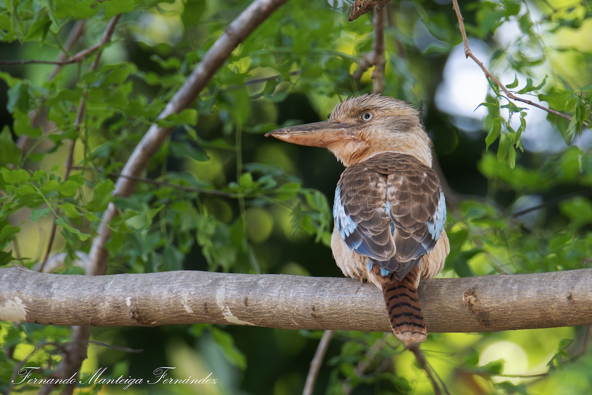 larmkokaburra - ML644591553