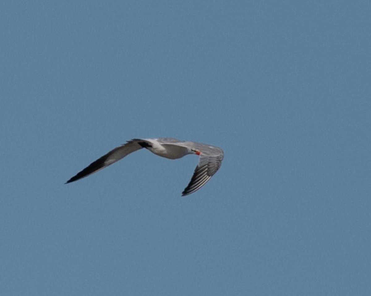 Raubseeschwalbe - ML644591558