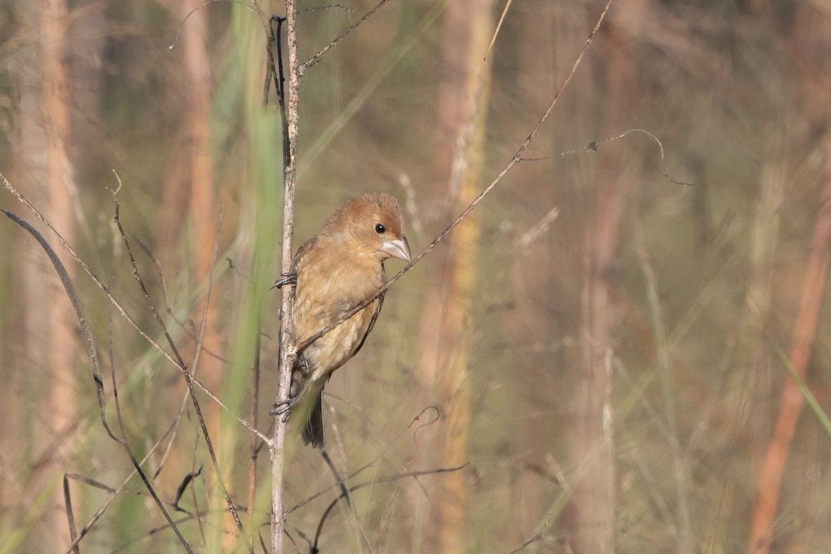 Blue Grosbeak - ML644591565