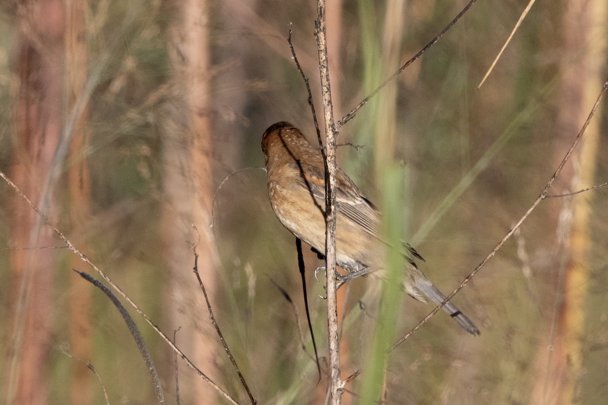 Blue Grosbeak - ML644591567