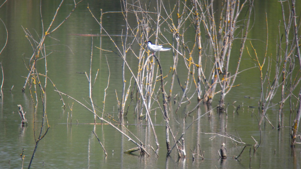 Common Tern - ML644591571