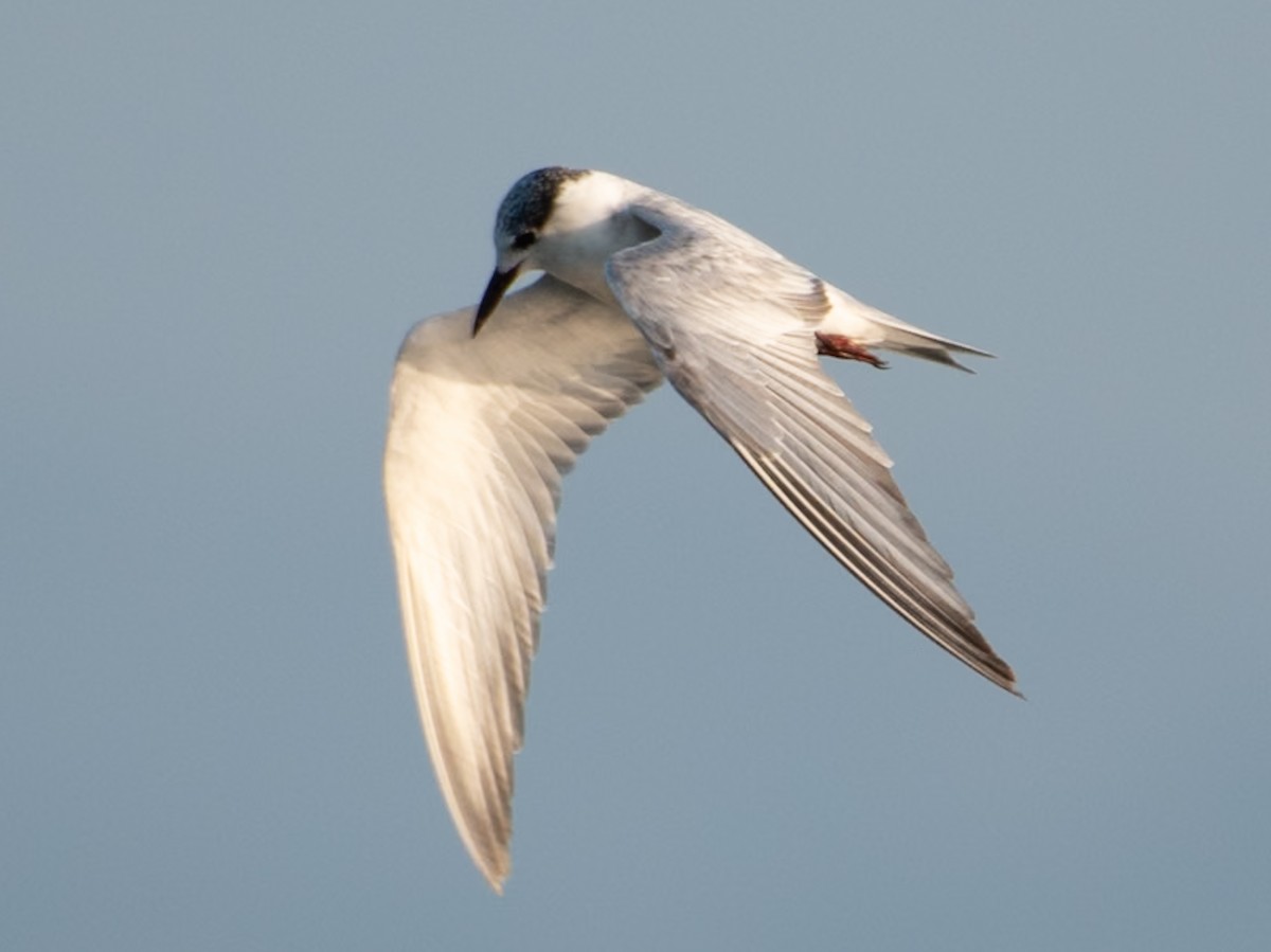 Weißbart-Seeschwalbe - ML644591577