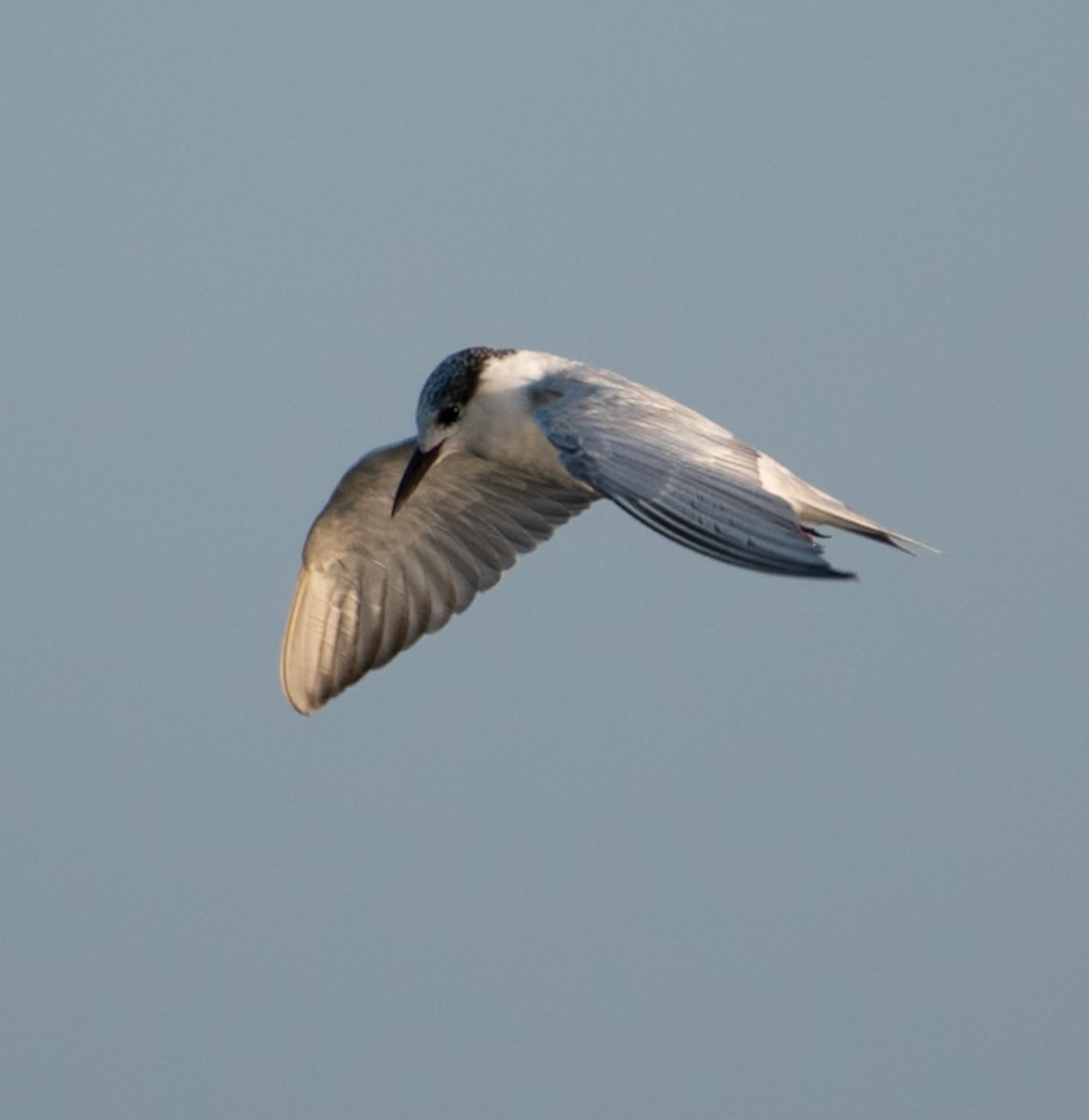 Weißbart-Seeschwalbe - ML644591578