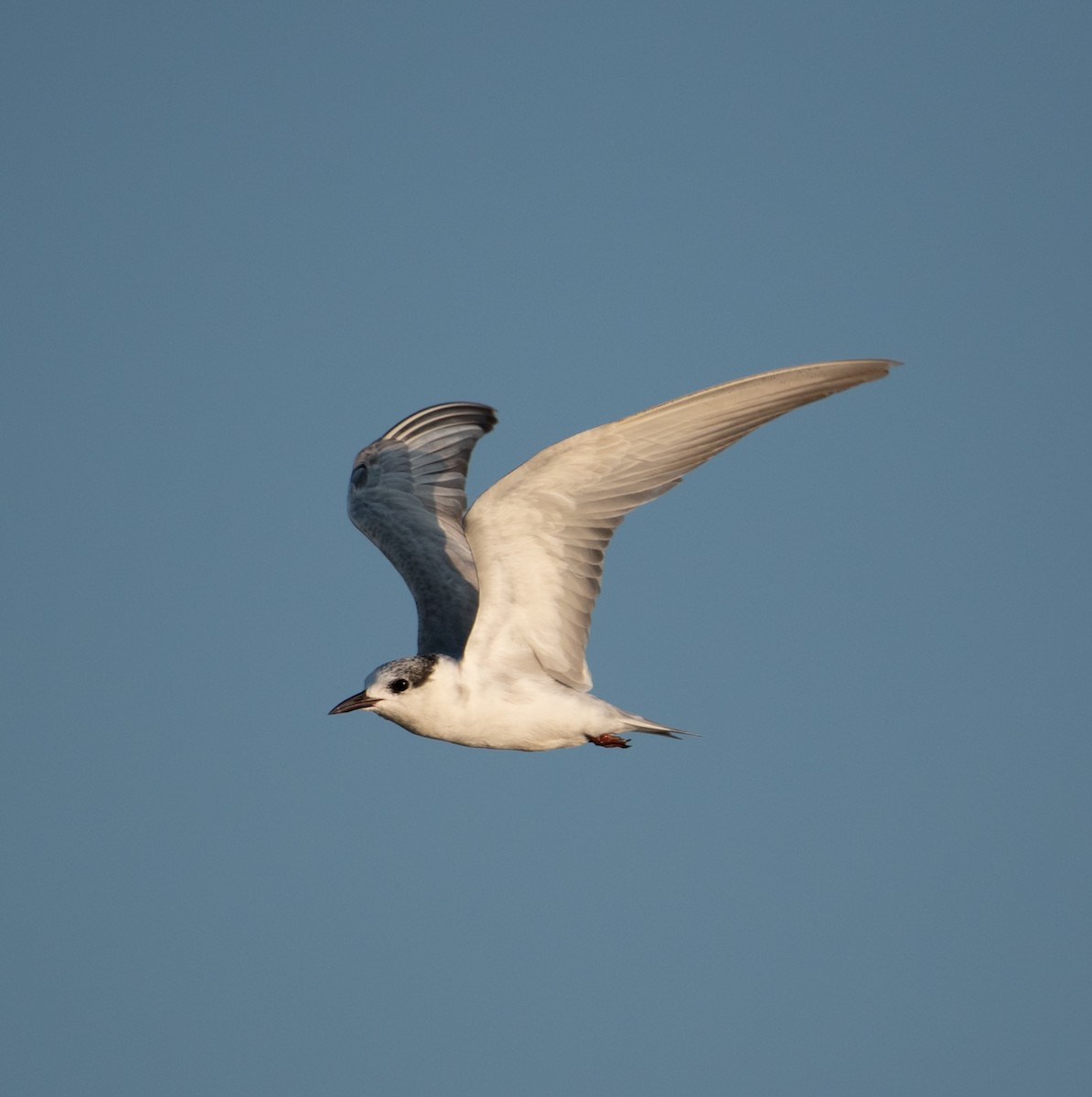 Weißbart-Seeschwalbe - ML644591579