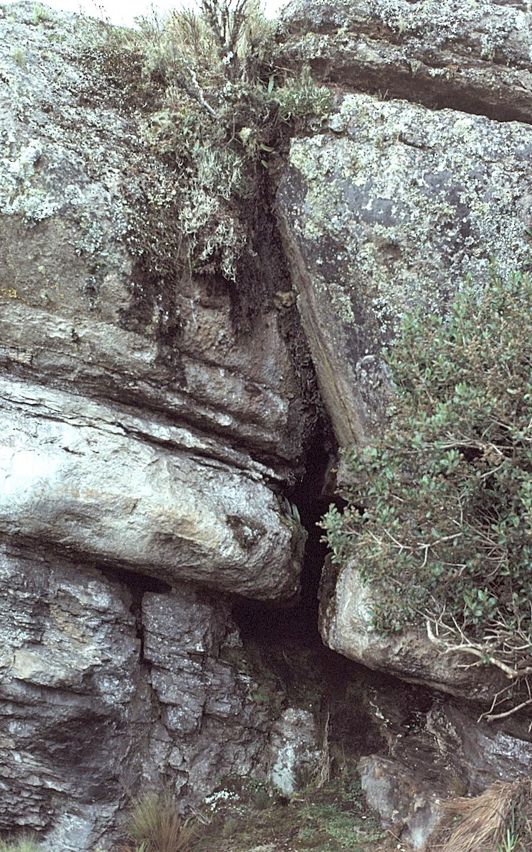 grønnskjegghjelmkolibri - ML644591591