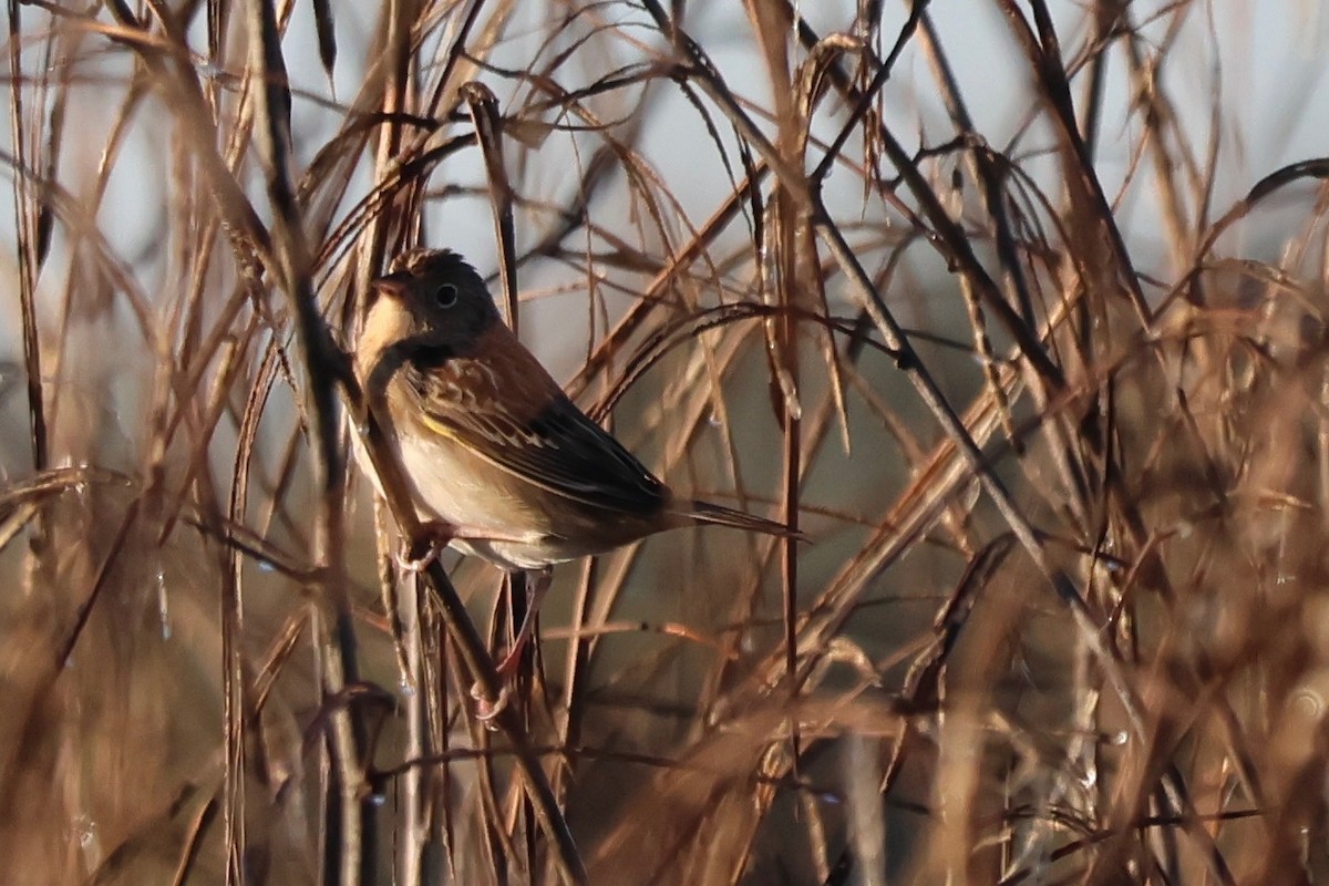 Grasshopper Sparrow - ML644591592